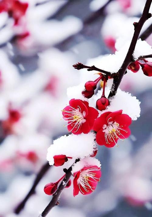 梅花（美丽的梅花盛开在寒冷的冬天）