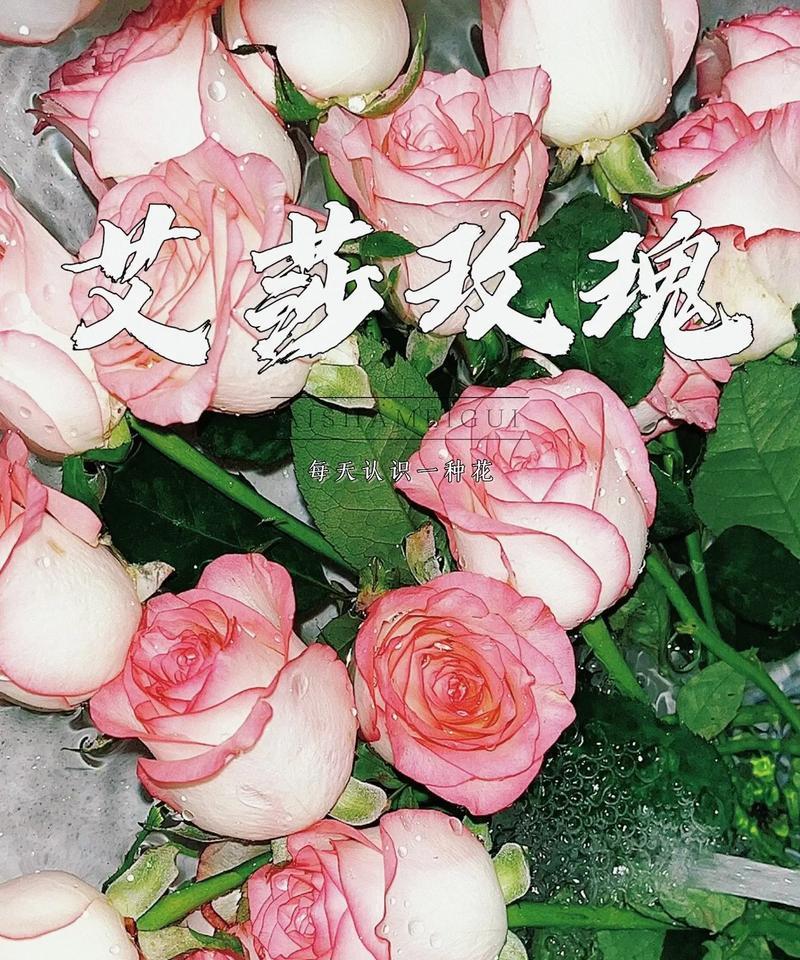 浅粉色玫瑰花语（用玫瑰传递的情感，浅粉色的秘密）