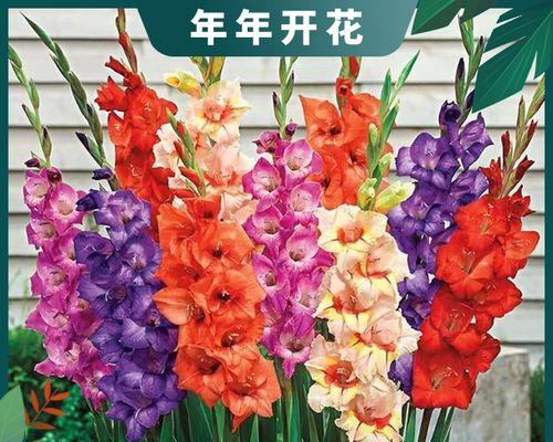 粉色剑兰（花开如剑意欲穿，柔情似水舞繁华）