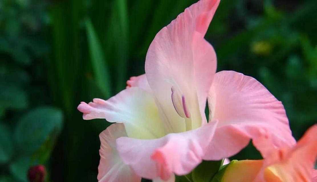 粉色剑兰（花开如剑意欲穿，柔情似水舞繁华）