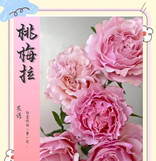 重逢之花-萦绕重逢的美丽记忆（唤起思念与希望的花语秘籍）