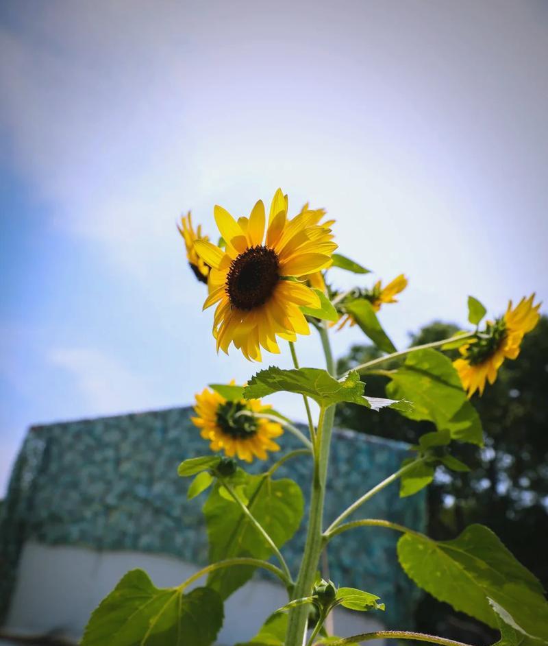 以太阳花的象征意义与精神（探索以太阳花所传达的勇气与力量）