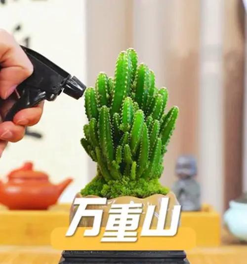 仙人掌的象征与寓意（探寻仙人掌在文化、生活和艺术中的角色与意义）