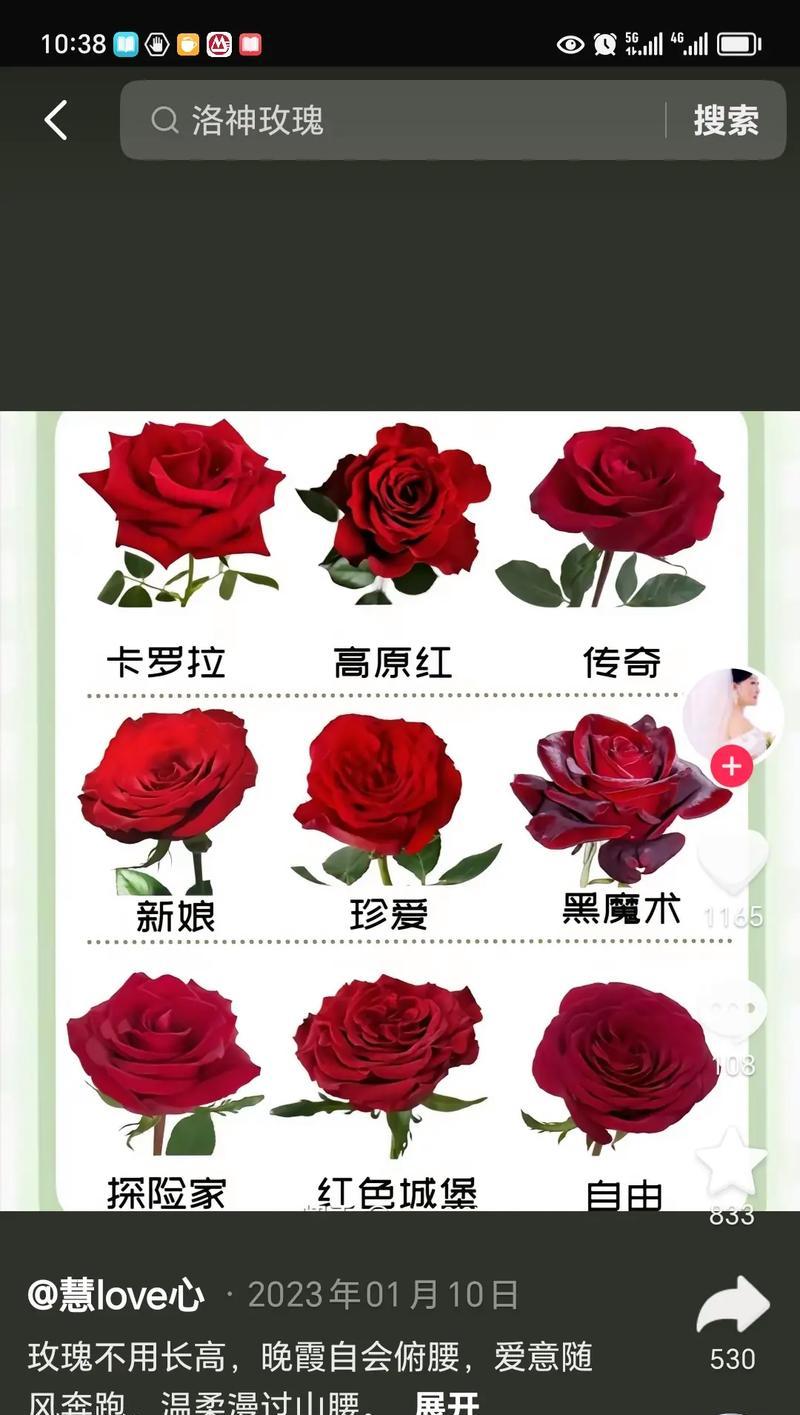 玫瑰花朵数的寓意（解读玫瑰花朵数与情感的关系）