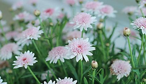 以夏腊梅的花语是什么？（解读夏腊梅的花语及其象征意义）