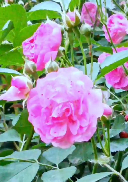 以夏腊梅的花语是什么？（解读夏腊梅的花语及其象征意义）