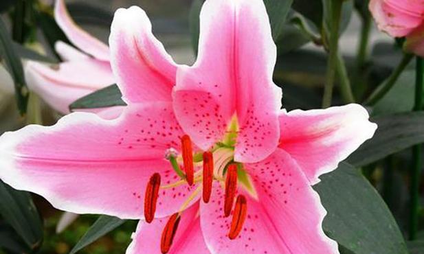 以夏腊梅的花语是什么？（解读夏腊梅的花语及其象征意义）