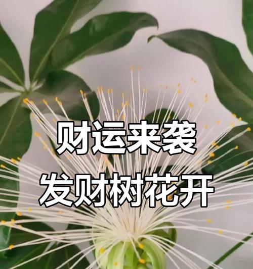 发财树开花预示着什么意思?(探寻发财树开花的吉祥象征及寓意)