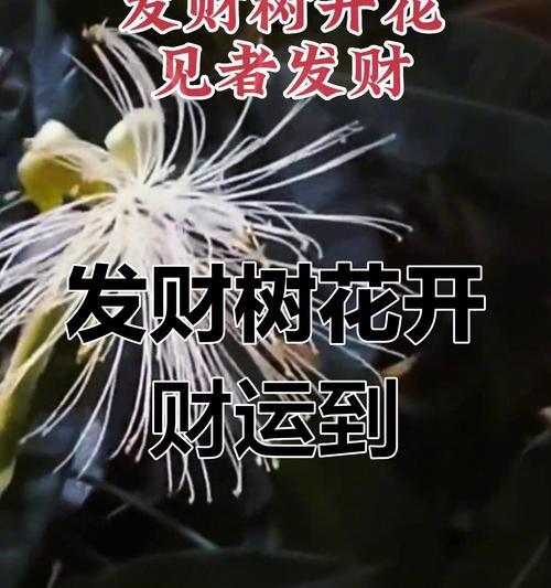 发财树开花预示着什么意思？（探寻发财树开花的吉祥象征及寓意）