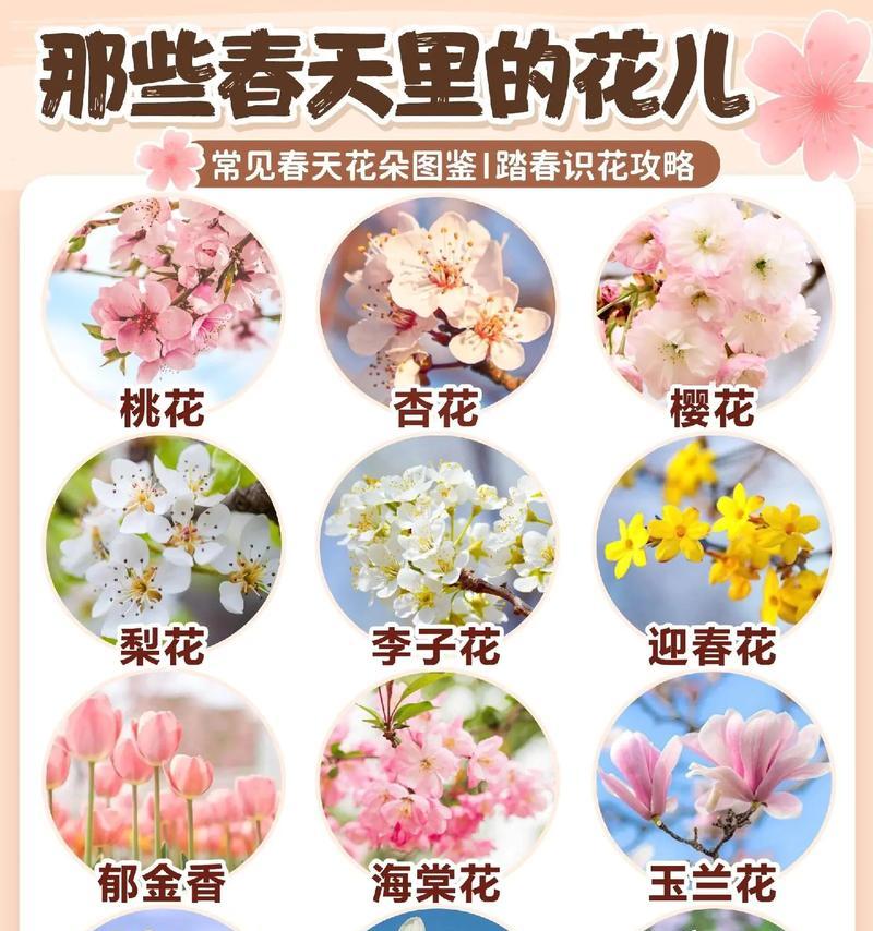 以香槟色玫瑰花代表的美好寓意（香槟色玫瑰的象征与涵义）