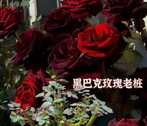 黑暗的花语——以紫藤花为主题的探索（探寻紫藤花的神秘和黑暗之美）
