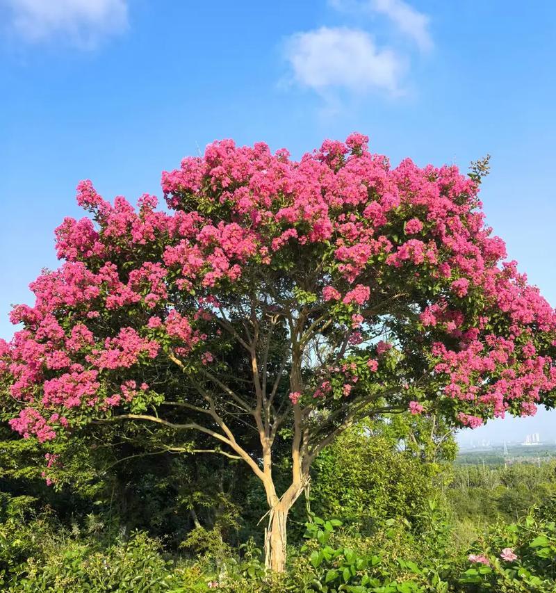 千屈菜的花语与寓意——揭秘花中的忠诚与坚韧（探索千屈菜的内涵，解读花语之谜）