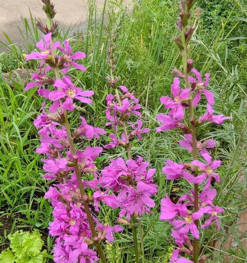 千屈菜的花语与寓意——揭秘花中的忠诚与坚韧（探索千屈菜的内涵，解读花语之谜）
