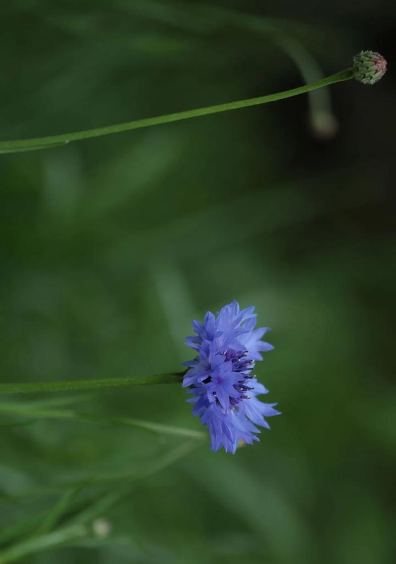 不同颜色矢车菊的花语（揭秘矢车菊花语，用花色传递情感）