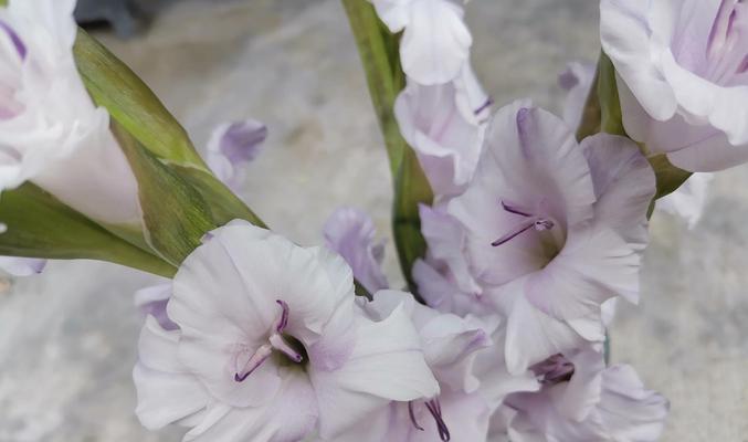 金盏菊（探索金盏菊的花语与传说，揭示其神秘魅力）