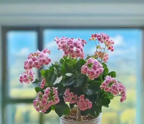 探索花的奥秘（从自然中获得力量，关注你的身体）