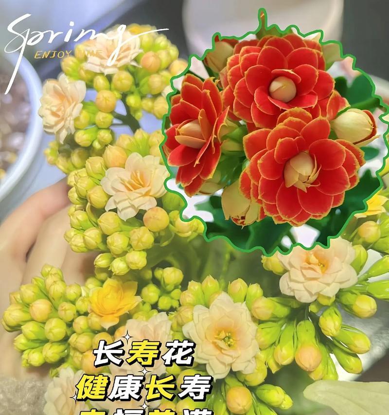 探索花的奥秘（从自然中获得力量，关注你的身体）