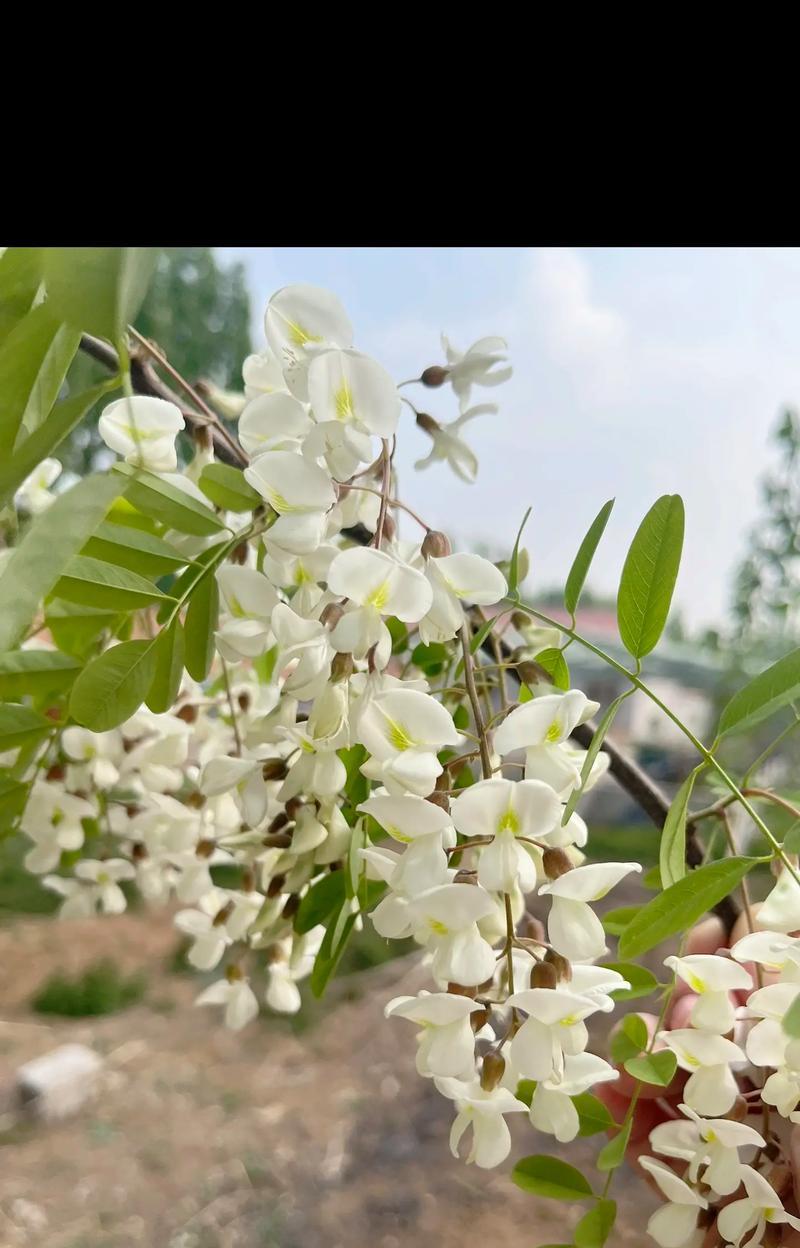 槐花的花语（槐花花语）