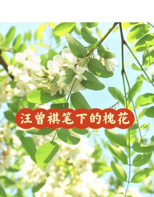 槐花的花语（槐花花语）