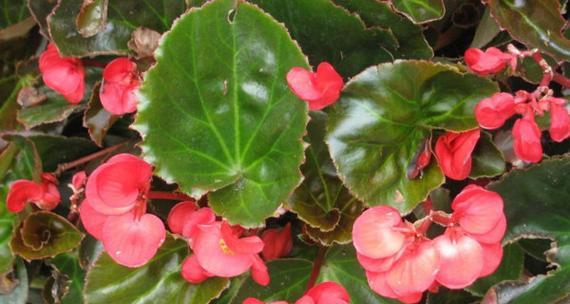 四季海棠的花语与意义（探究四季海棠的四种花语及其象征意义）
