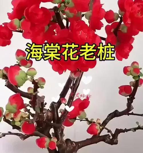 四季海棠的花语与意义（探究四季海棠的四种花语及其象征意义）
