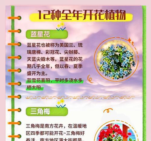 四季海棠的花语与意义（探究四季海棠的四种花语及其象征意义）