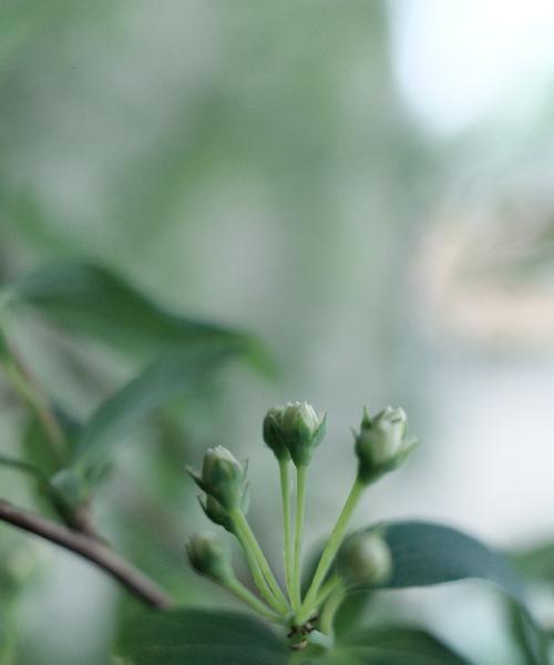 春天的花海——盛开的植物花卉（以代表春天的植物花卉为主题的花卉文化赏析）