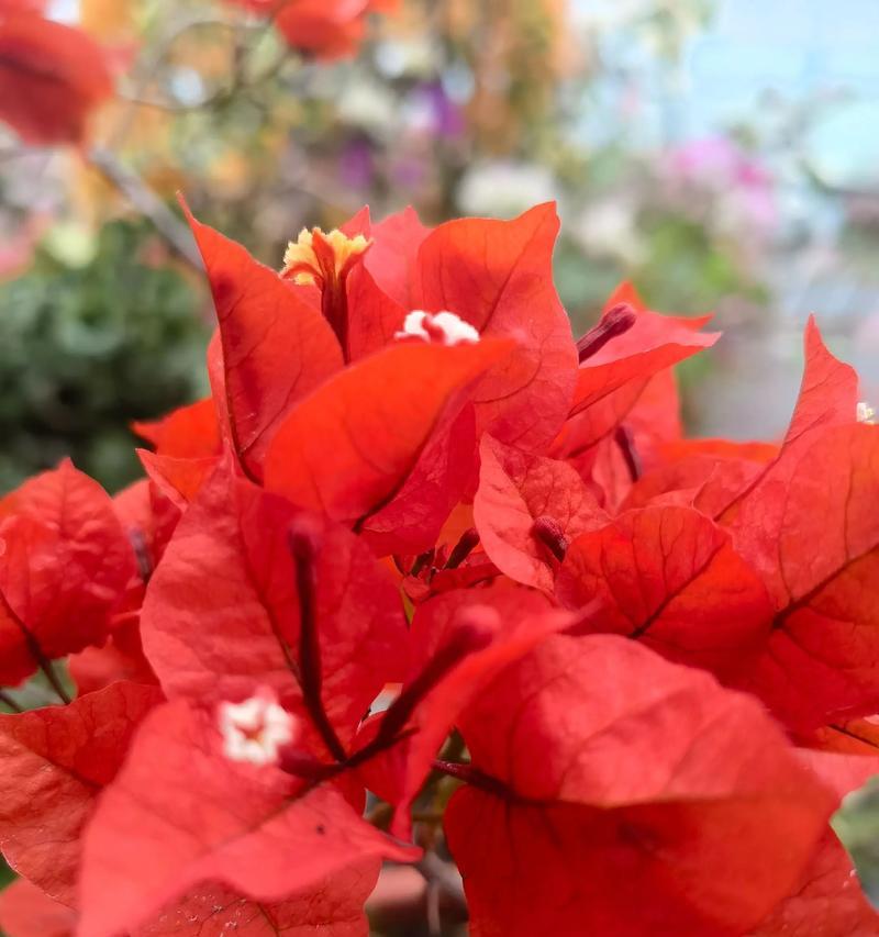 春天的花海——盛开的植物花卉（以代表春天的植物花卉为主题的花卉文化赏析）