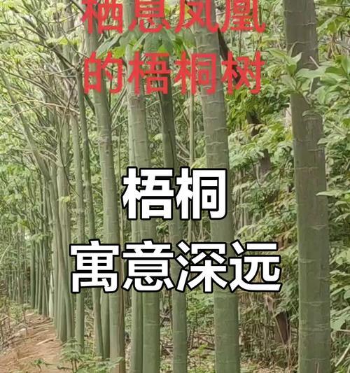 梧桐的象征意义与寓意（探寻梧桐背后的文化意义）