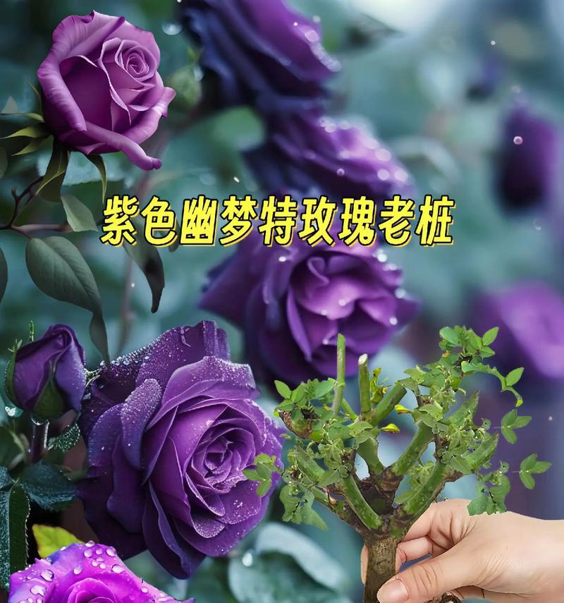 花语之美（探秘花语的魅力与意义）