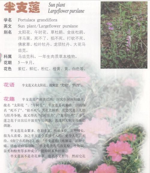 以送黄玫瑰代表什么意思（探讨黄玫瑰花的象征意义与文化内涵）