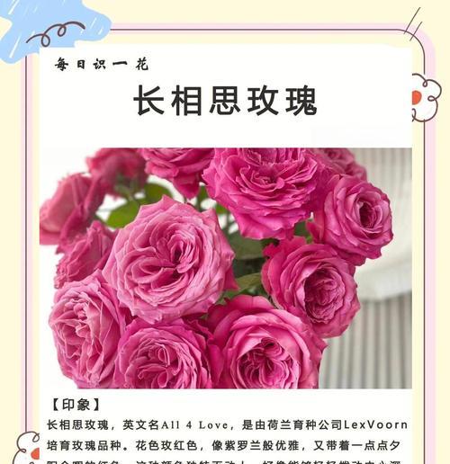 莲花的象征意义与美丽之源（深入探究莲花的文化内涵及其美学价值）