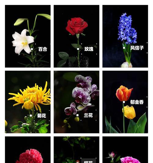香槟玫瑰花的花语（用一束香槟玫瑰表达深深的祝福和感激之情）