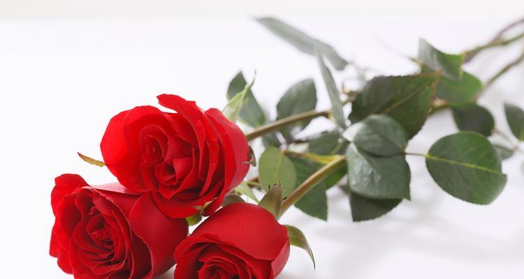 55朵玫瑰花花语的深层含义（探寻每一朵花背后的意义）