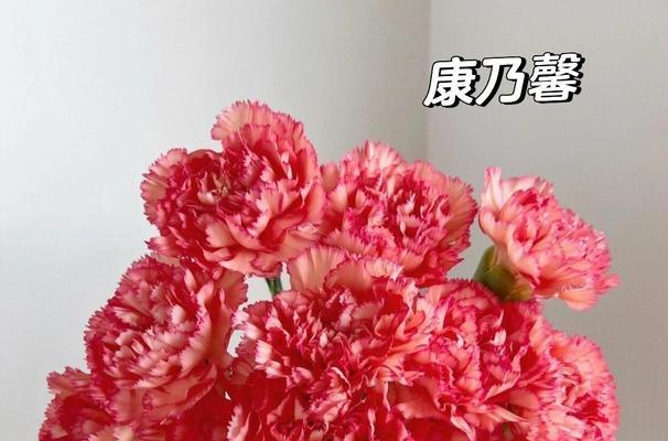 粉色康乃馨的花语与寓意（揭示粉色康乃馨所传递的情感与希望）