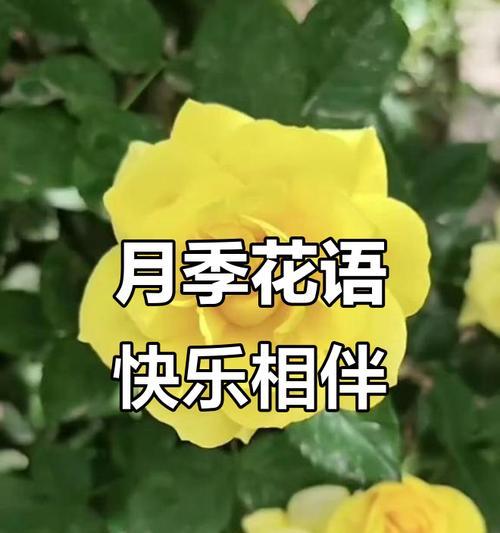 月季花语（月季花语的代表意义及其美丽诠释）