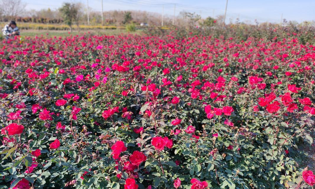 月季花语（月季花语的代表意义及其美丽诠释）