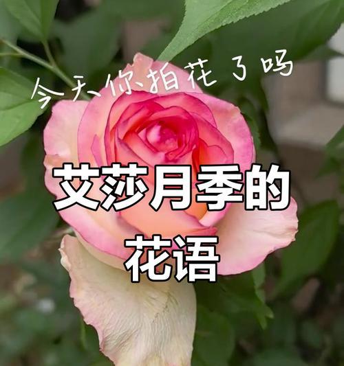 月季花语（月季花语的代表意义及其美丽诠释）