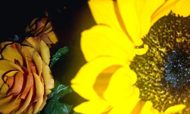 清明节送向日葵的花语是什么？向日葵在清明节的特殊含义是什么？