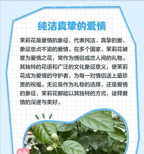 成功的花有哪些背后寓意？
