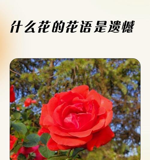 12季节花花语是什么？