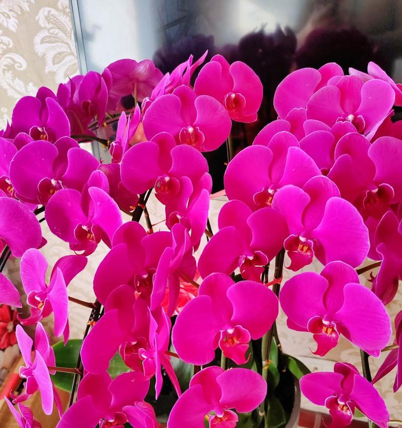 哪些红色的花象征着美满和幸福？