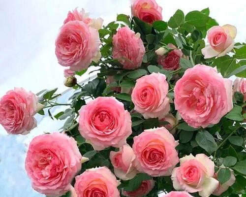 粉色月季花代表什么意义？