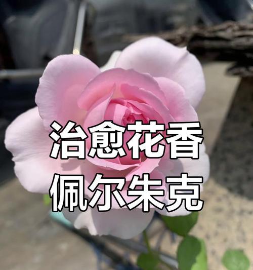 粉色月季花代表什么意义？