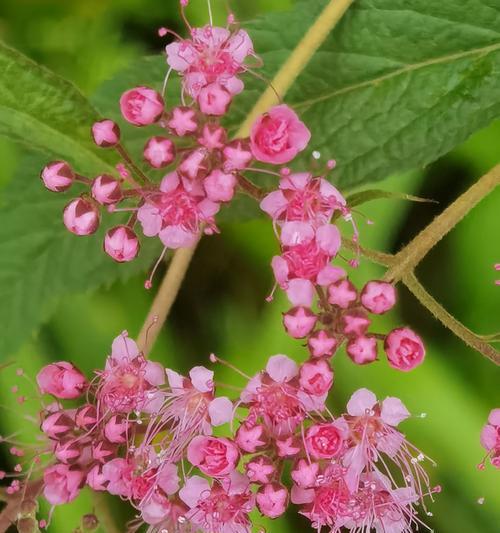 如何搭配花的颜色？花色搭配的寓意是什么？