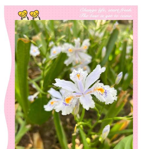 如何搭配花的颜色？花色搭配的寓意是什么？