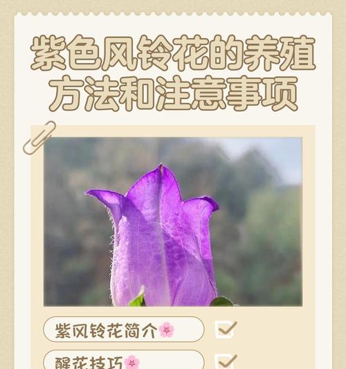 如何搭配花的颜色？花色搭配的寓意是什么？