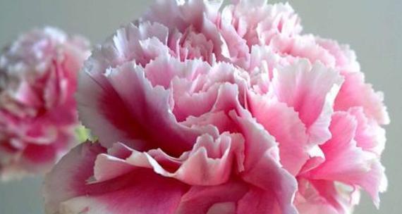教师节康乃馨花语是什么？康乃馨在教师节的特殊含义是什么？