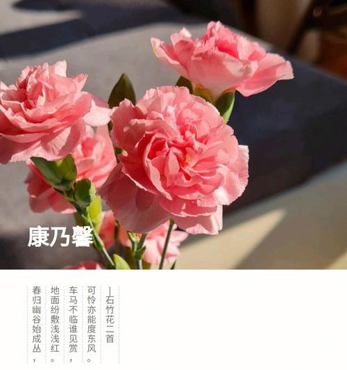 教师节康乃馨花语是什么？康乃馨在教师节的特殊含义是什么？