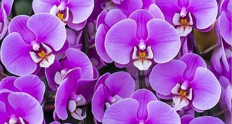 紫色的花代表什么寓意？紫色花卉在不同文化中的含义是什么？